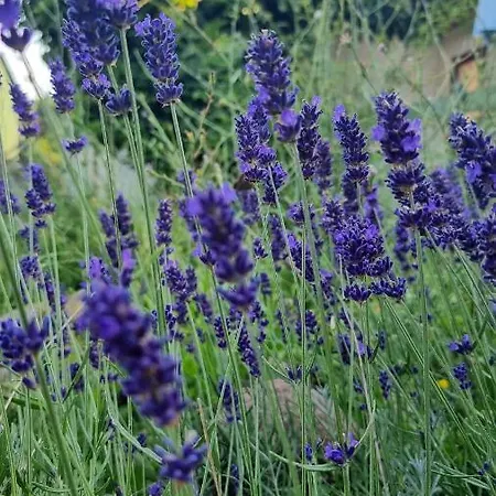 Lägenhet Bornholm Majalis *